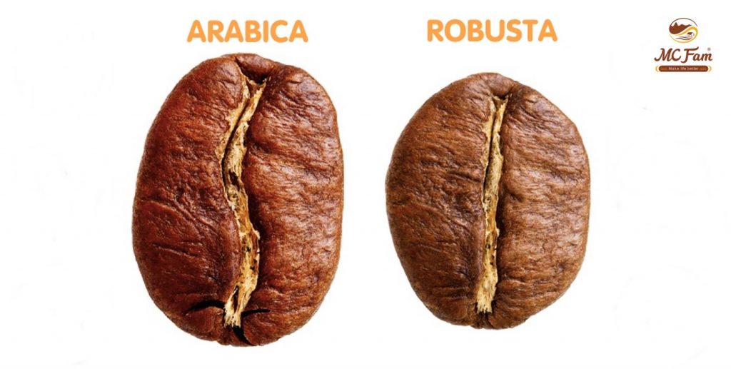 Cà phê Arabica phần rãnh giữa có hình chữ S