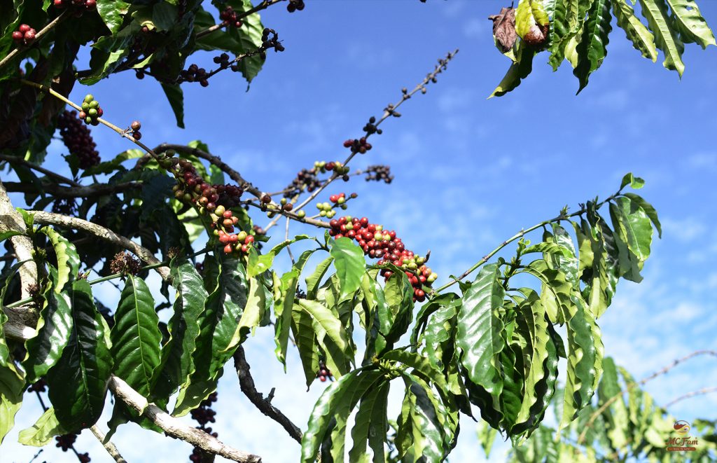 Cà phê thu hoạch chín đúng độ cho hiệu quả cao